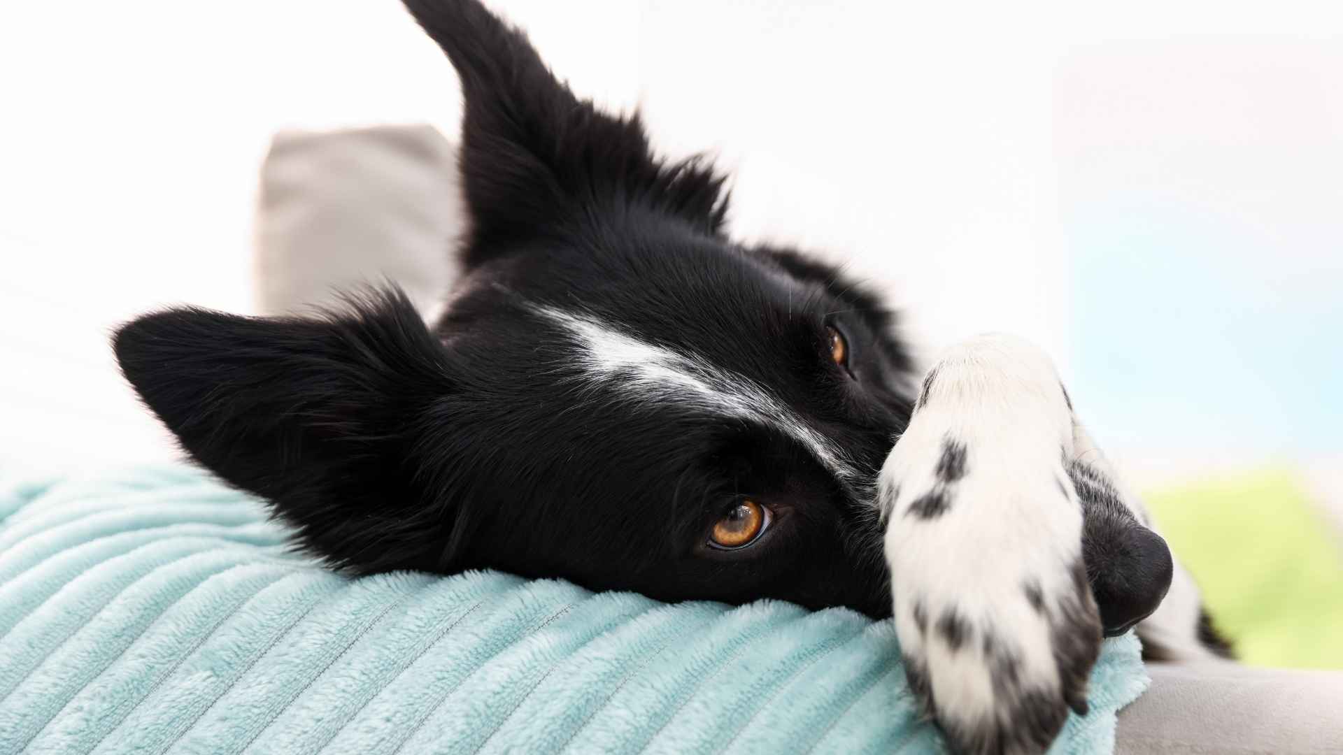 Perro intoxicado necesita carbono activo